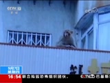 [新闻直播间]云南昆明 小区现“泼猴” 森警迅速擒拿