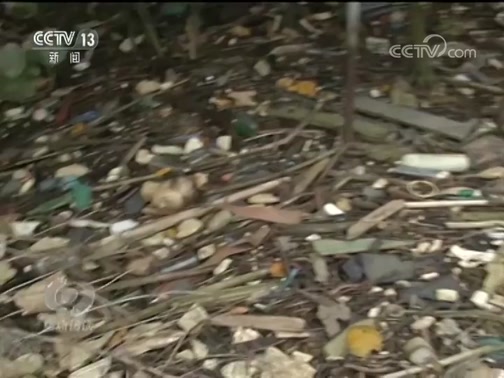 《焦点访谈》 20190330 如何拯救红树林（一）_CCTV节目官网-CCTV-13_央视网(cctv.com)