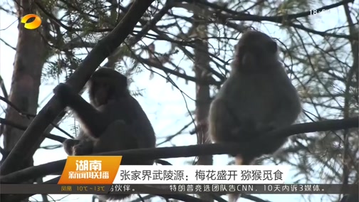 [湖南新闻联播]张家界武陵源：梅花盛开 猕猴觅食