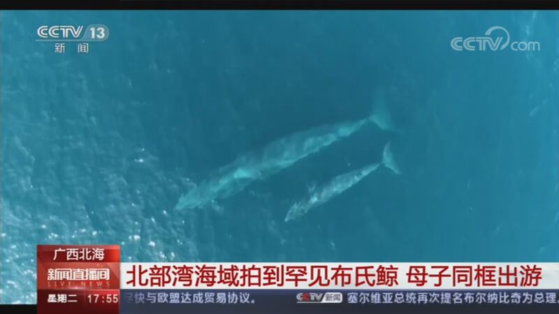 [新闻直播间]广西北海 北部湾海域拍到罕见布氏鲸 母子同框出游_CCTV节目官网-CCTV-13_央视网(cctv.com)