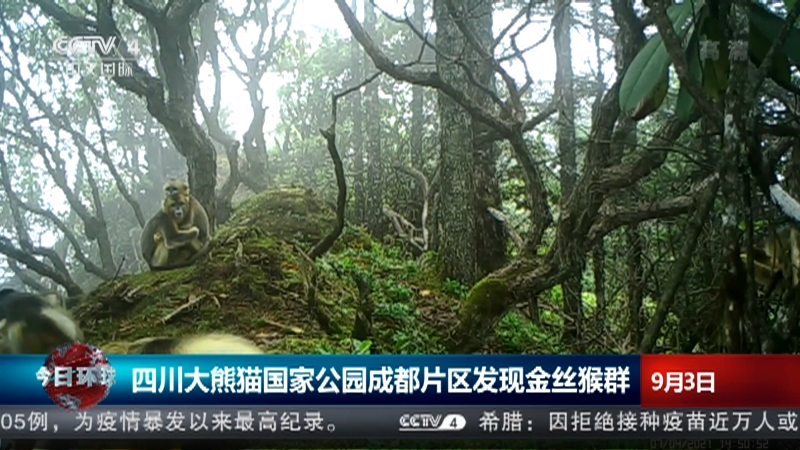 [今日环球]四川大熊猫国家公园成都片区发现金丝猴群_CCTV节目官网-CCTV-4_央视网(cctv.com)