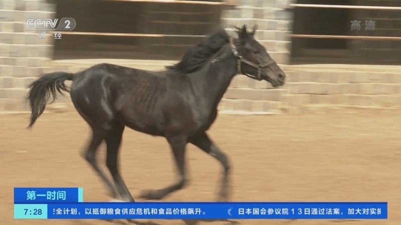 [第一时间]叙利亚：阿拉伯马遭战争摧残 保护工作困难重重_CCTV节目官网-CCTV-2_央视网(cctv.com)