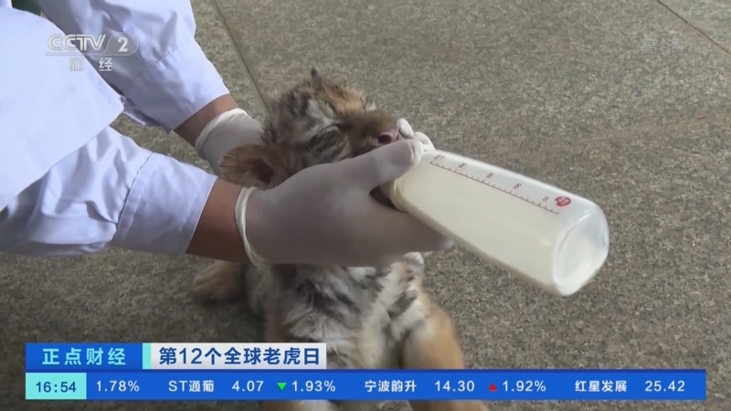 [正点财经]第12个全球老虎日 我国野生动物保护成效显著 野生东北虎超60只_CCTV节目官网-CCTV-2_央视网(cctv.com)