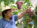 <a href=http://news.cntv.cn/china/20100830/104318.shtml target=_blank>���ѽ���ʯѩ��</a>