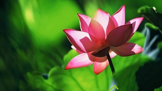 cctv documentary channel cctv-9 纪录片英语频道