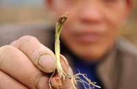 8 million hectares farmland affected