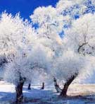 <h5>Jilin</h5>