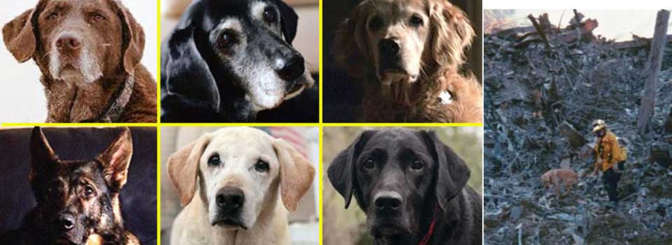 Portraits of surviving 9/11 rescue dogs