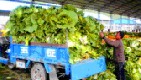 新年新政：蔬菜流通环节增值税免征