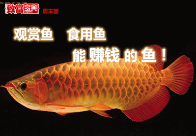 网络电视台 7+农业 致富宝典 周末版 观赏鱼 食