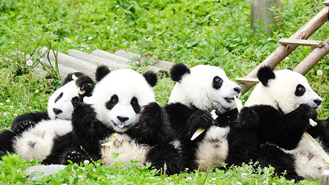 野生动植物保护十件大事揭晓