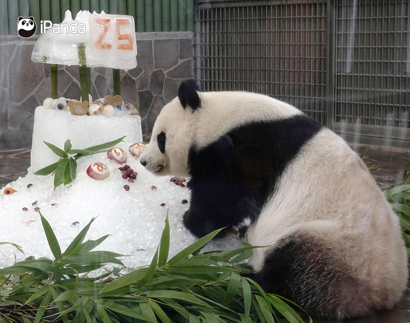 大熊猫“旦旦”品尝生日“蛋糕”