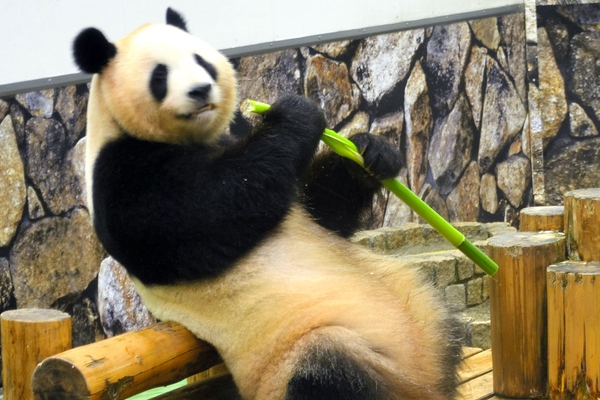 大熊猫妈妈“良浜”。（图片来源：日本《朝日新闻》网站）
