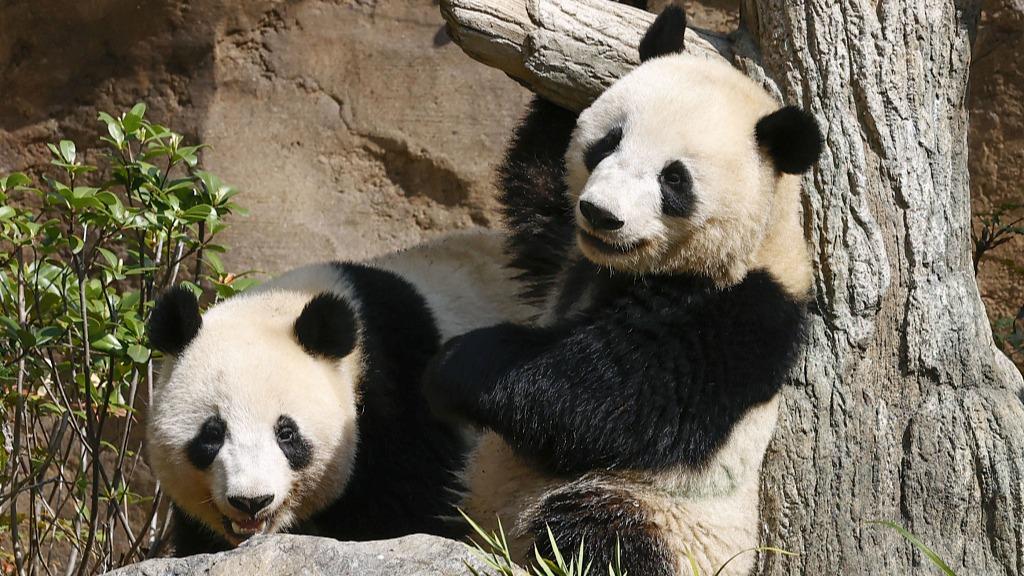 The twin giant pandas in Japan have become independent