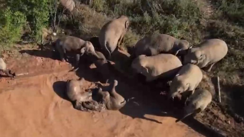 Rare footage captures Asian elephants' family life in Yunnan