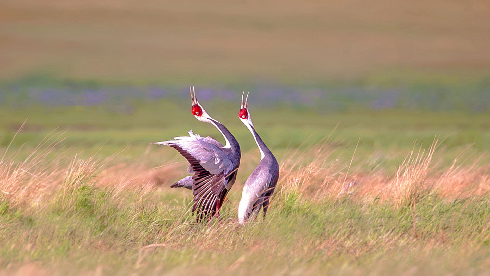 White-naped cranes spotted at E China's Dongying