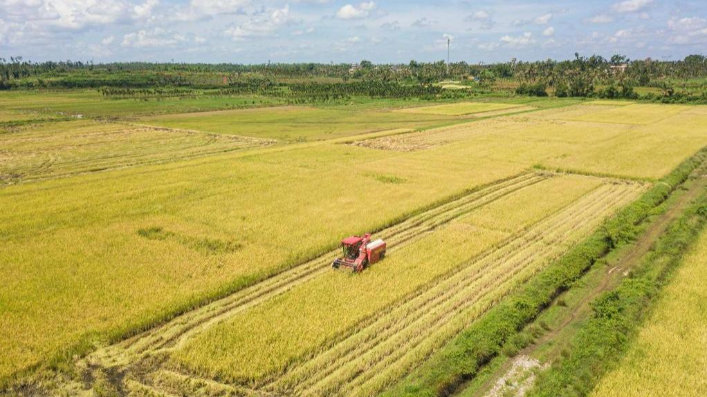 Rice harvest season arrives in South China's Hainan