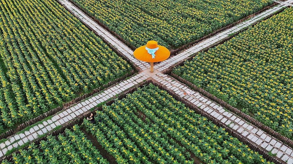 Tens of thousands of sunflowers in full bloom