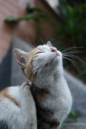 巅峰对决 富士X-Pro1\/索尼NEX-7对比_IT台