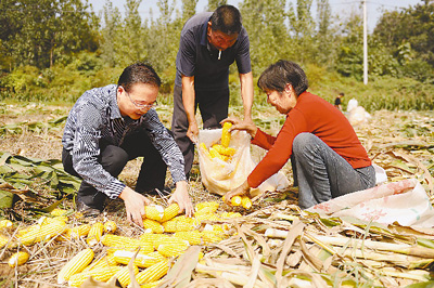 在河南鹤壁市上峪乡上庄村挂任党支部第一书记的窦保录（左）帮助村民收玉米。