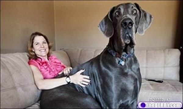 巨型犬体型远超主人:站高可达1.8米_科教台_中