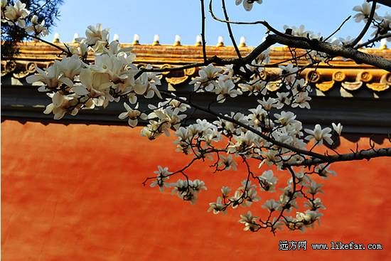 北京大觉寺古玉兰赏花行摄全攻略