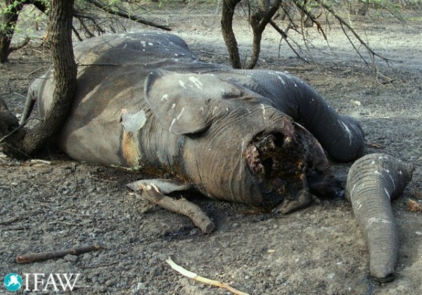 美女与野兽出没!随习主席走进神秘刚果布