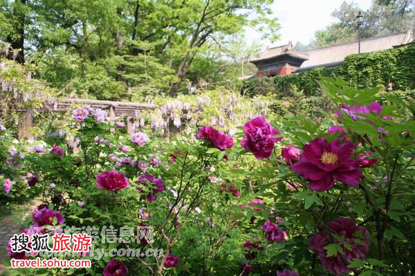 北京近郊踏青攻略 四月闻香游怀柔_旅游台_央