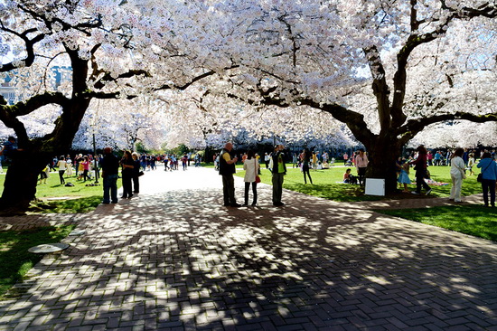 四月美国赏樱 华盛顿大学樱花缤纷开