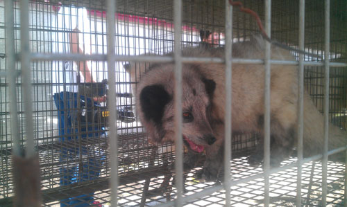 华强皮草开发公司养殖的狐狸