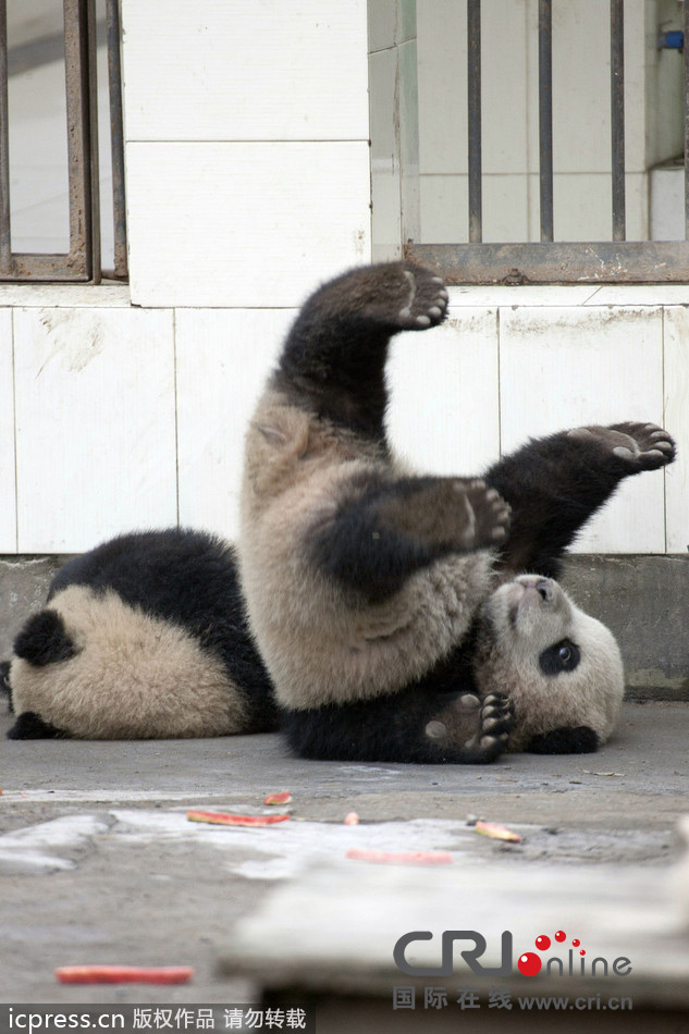 熊猫搭档试图“越狱”逃亡 体胖腿短摔个四脚朝天(高清组图)