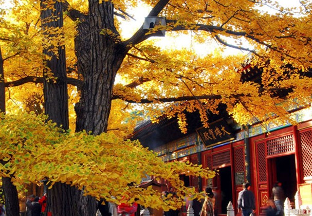 独木成林 京郊古寺赏银杏三大好去处_旅游台_