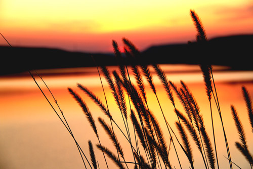 卧牛湖边夕阳中美丽的狗尾巴草