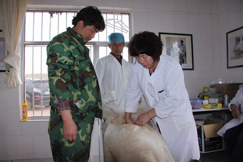 乌仁图娜勒和她的团队人员做羊的胚胎移植