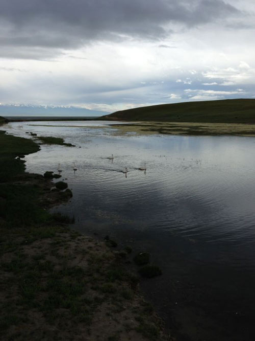 生态平衡的天鹅湖中水草丰盈
