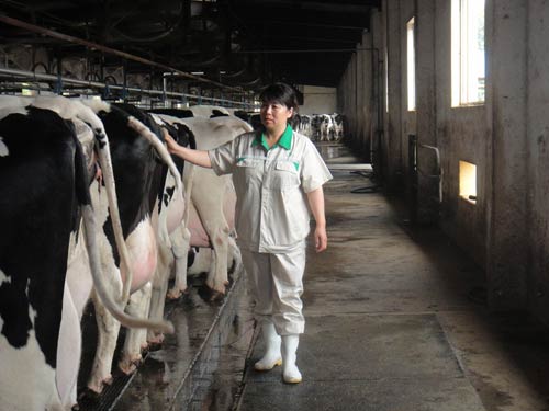 王炎在产房检查围产期奶牛采食以及排便