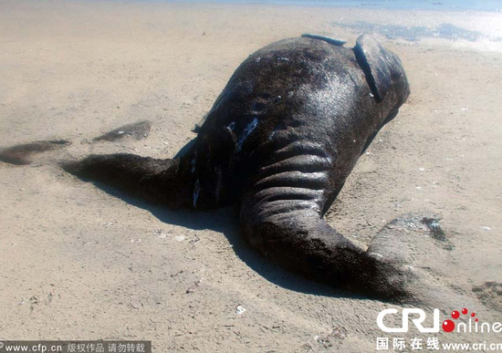 西哥海岸发现一对连体双胞胎灰鲸 双头双尾(图