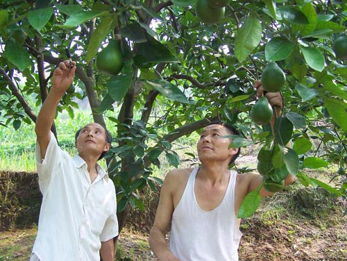 刘厚彬为柚子种植大户指导技术