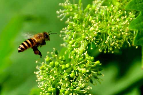 劳动是光荣的，蜜蜂整天辛勤工作，穿梭于花丛之间。