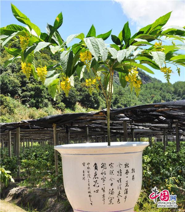 福建德化叶永开:邂逅商机 请黄花远志"下山"图片
