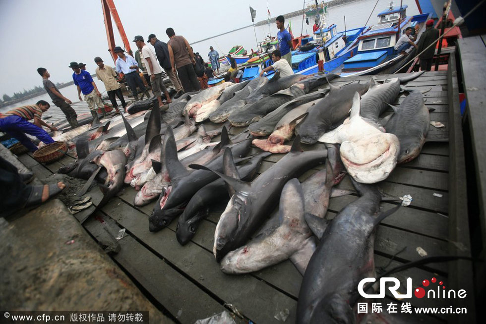 镜头记录印尼 渔民捕杀 鲨鱼过程
