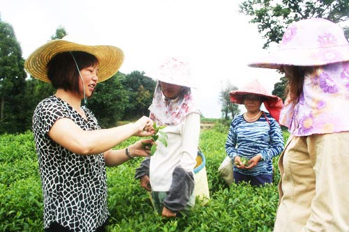 陈桂清指导村民采摘茶叶