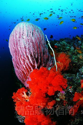 海底两万里 地球上最值得一去的潜水秘境_旅游