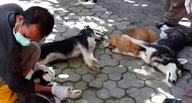 巴厘岛大规模屠杀 非法 <em>小狗视频</em>曝光引抗议(组