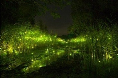 广州唯一萤火虫公園  ChinaTravel 中國觀光景點