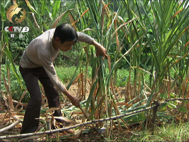 村民柯昌水正在砍掉干枯的玉米