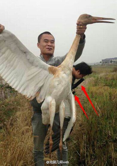 男子被曝炫耀猎杀国家一级保护动物白鹤：国家林业局已介入调查