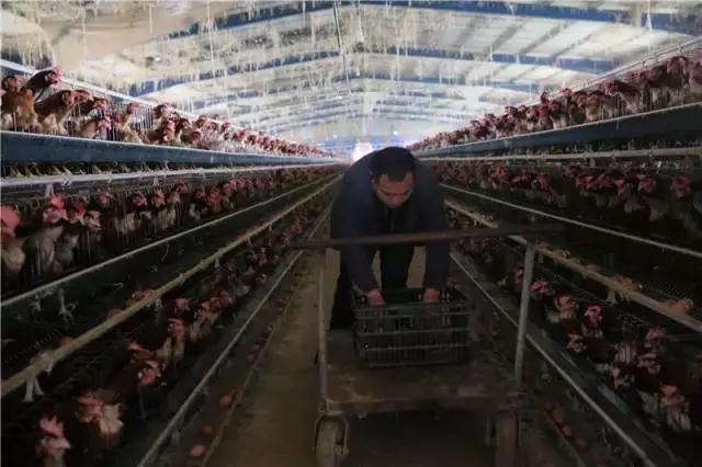 1月2日，闫春光在鸡棚内喂鸡。新华社发（李宇翔 摄）
