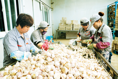 发展特色农业，促进农业产业化发展。图为抚宁区杨家营村小江蔬菜合作社生产车间。