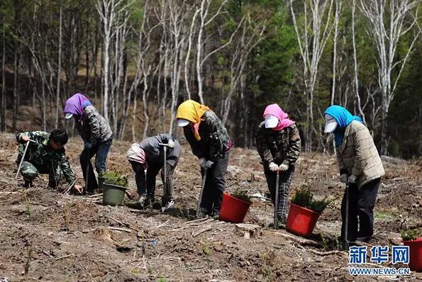 工作人员在塞罕坝机械林场植树（2014年5月13日摄）。 新华社记者 王晓 摄